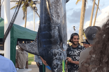 Un marlin gigante