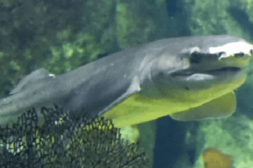 El tiburón gatopardo
