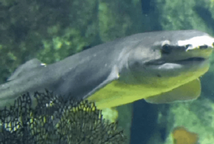 El tiburón gatopardo