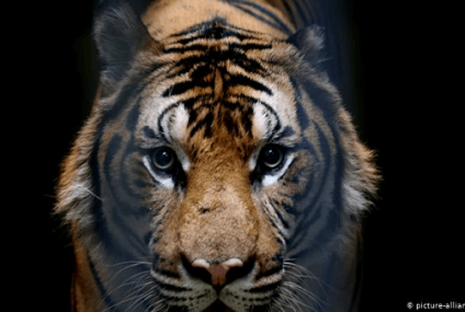Caza ilegal de tigres de bengala
