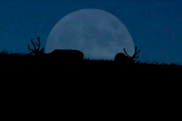 Ciervos con luna llena