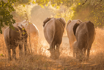 Los elefantes de Zimbabwe