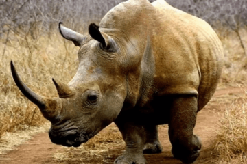 La caza furtiva de Rinocerontes