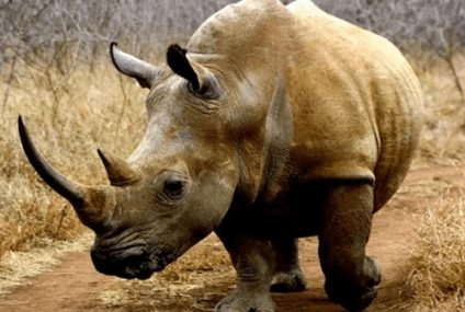 La caza furtiva de Rinocerontes