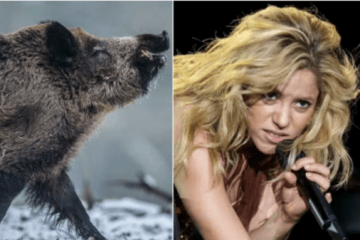 Shakira atacada por jabalíes