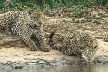 La dieta de los Jaguares