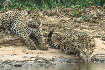 La dieta de los Jaguares