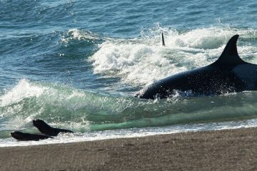 Temporada de orcas