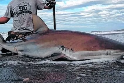 Marcaje de tiburones Marcaje de tiburones