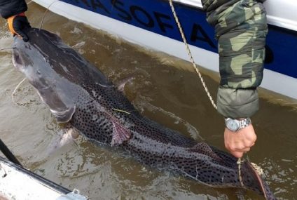 Los peces del río Uruguay: marcaron surubíes para investigar sus rutas migratorias