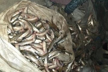 Pesca ilegal en Trenque Lauquen