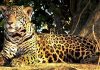 El proyecto de Corrientes para indemnizar a productores y proteger a los grandes felinos