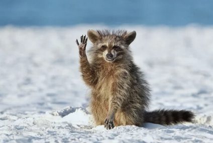 Fotografías premiadas en los Comedy Wildlife Photography Awards Fotografías premiadas en los Comedy Wildlife Photography Awards