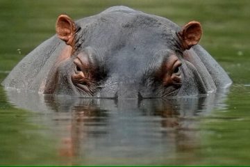 Hipopótamos invasores