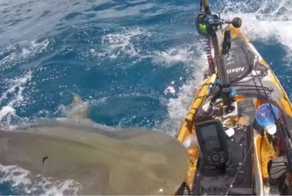 El video viral de un tiburón atacando un kayak