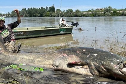 Pescaron un bagre de 2,85 metros de largo