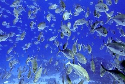 Acuerdo para proteger la biodiversidad marina