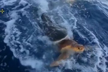 Virales: El tiburón que rescata a una tortuga