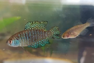 Descubren nueva especie del pez “killi” de la lluvia