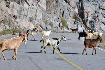 Animales en la ruta