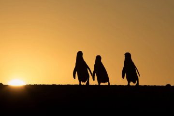 Semana de los Pingüinos en Chubut