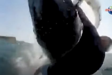 El impresionante momento en que un surfista choca con una ballena