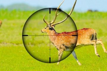 El “Rifle institucional” para los ciervos de Misiones