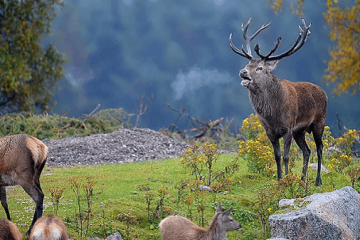 Temporada de caza 2024 – Parques Nacionales