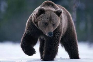 Rumania debate qué hacer con su creciente población de osos