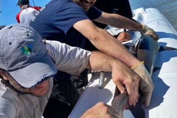 Marcaron 103 tiburones en San Blas