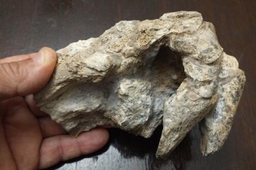Descubrieron fósiles en San Pedro