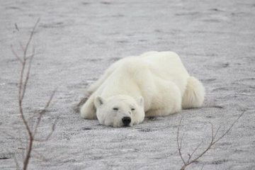 Un oso polar muere de gripe aviar en Alaska