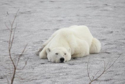 Un oso polar muere de gripe aviar en Alaska