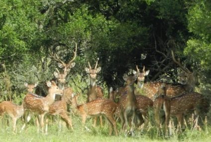 Identifican en el Chaco la presencia de ciervos axis