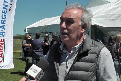 Corrientes: el jabalí se volvió un “problema complejo” para el agro local