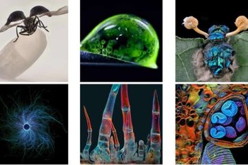 Microfotografía, la vida más allá del ojo humano Microfotografía, la vida más allá del ojo humano