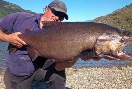 Santa Cruz declaró al salmón Chinook como especie exótica invasora