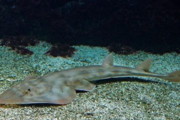 Buscan proteger al “pez guitarra”