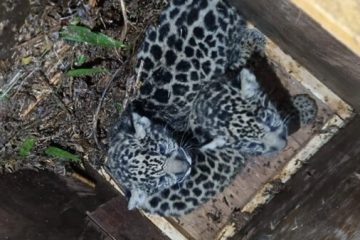 Alarma en Misiones por la desaparición de dos cachorros de yaguareté