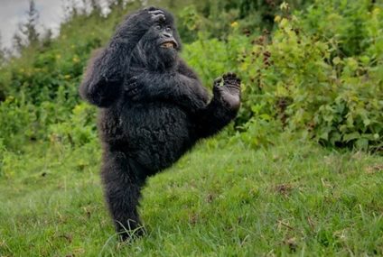 Las mejores fotografías de naturaleza de 2025