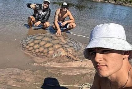 Capturaron una raya de 100 kilos en el arroyo Feliciano