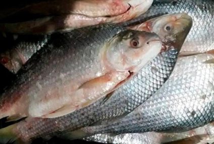 Entre Ríos aumentó en 50 toneladas el cupo de extracción de la pesca comercial
