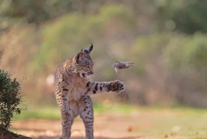 El premio del público al Fotógrafo de Vida Silvestre del Año