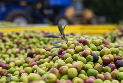 Experiencias entre olivares, sierras y sabores bonaerenses