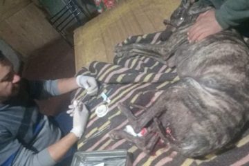 Un hombre fue atacado por un jabalí, quedó malherido y un perro lo defendió Un hombre fue atacado por un jabalí, quedó malherido y un perro lo defendió
