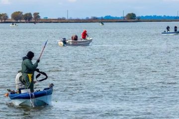 El regreso del pejerrey a la Laguna de Gómez