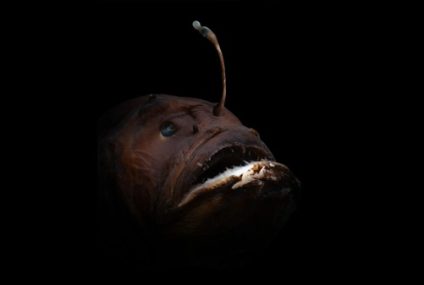 Las hembras de los peces rape evolucionaron para tenerlo todo
