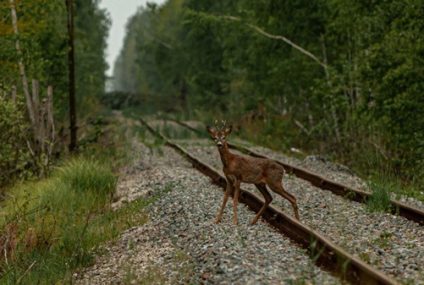 La guerra en Ucrania ha alterado el comportamiento de la fauna silvestre en Chernóbil
