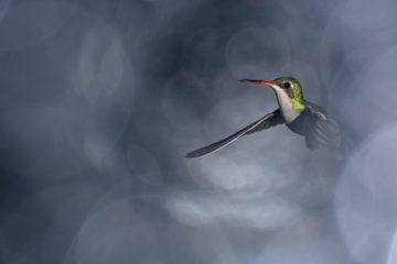 AFONA abre la convocatoria para el Concurso Internacional de Fotografía “Naturaleza y Conservación” 2026