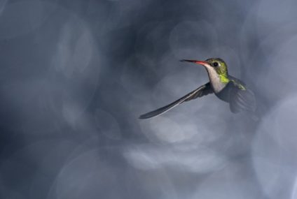 AFONA abre la convocatoria para el Concurso Internacional de Fotografía “Naturaleza y Conservación” 2026